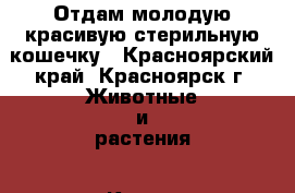 Отдам молодую красивую стерильную кошечку - Красноярский край, Красноярск г. Животные и растения » Кошки   . Красноярский край,Красноярск г.